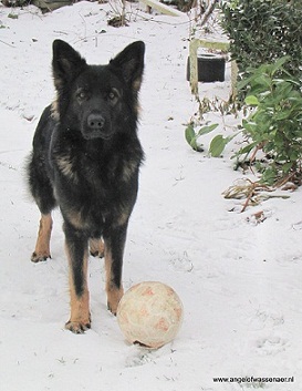 Aiki met de bal in de sneeuw